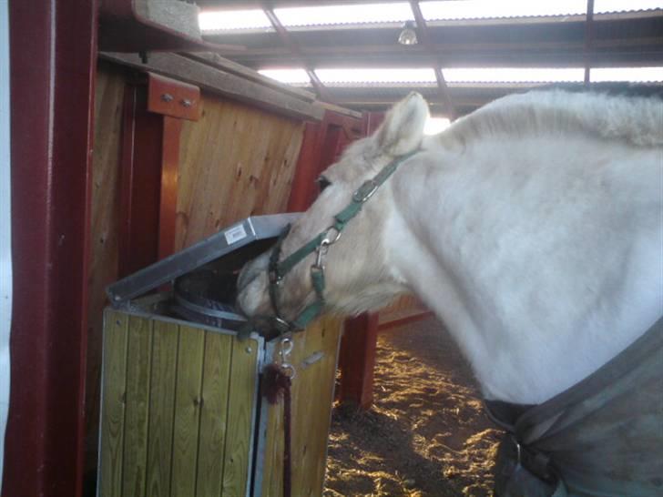 Fjordhest Sunshine Laban - Helt normal er han desværre ikke ;-) (Foto: mig) billede 12
