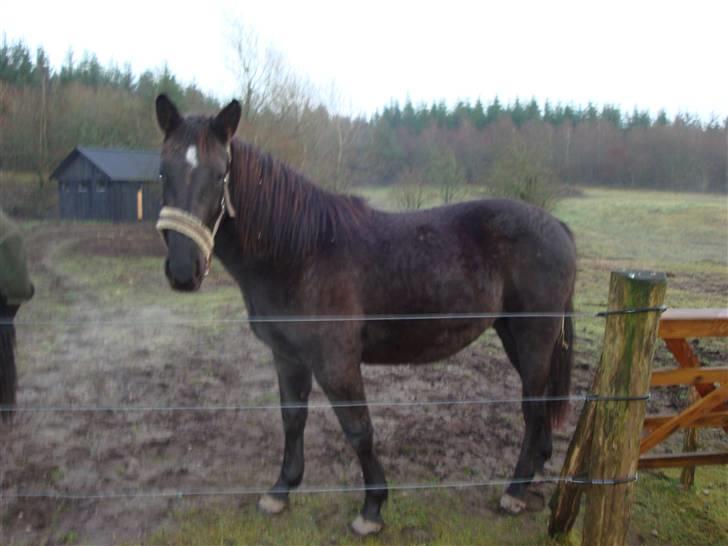 Oldenborg my fair lady (død  ) :,-( - MY  FAIR LADY billede 1