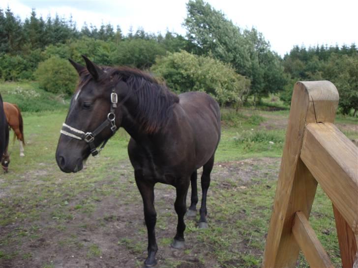 Oldenborg my fair lady (død  ) :,-( billede 2