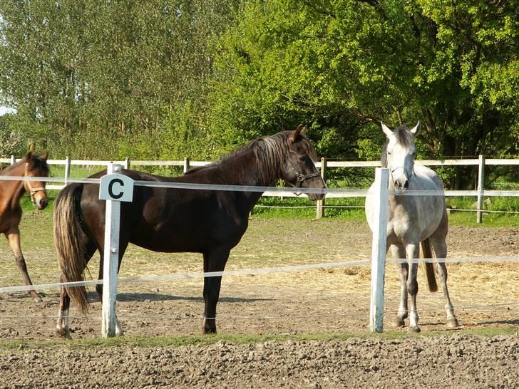 New Forest Athos - Maj 2008 -Her ses jeg med en af vennerne... billede 8