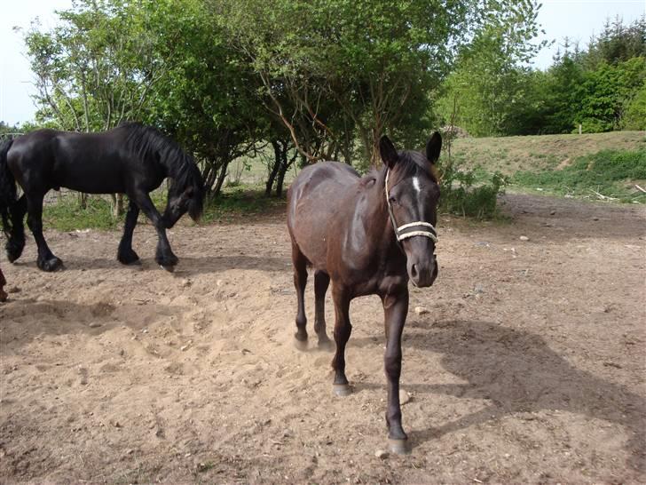 Oldenborg my fair lady (død  ) :,-( billede 3