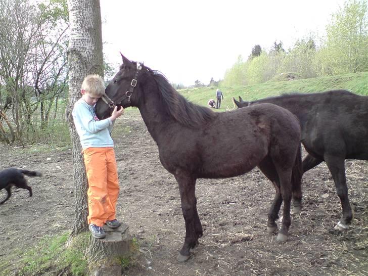 Oldenborg my fair lady (død  ) :,-( - lady & johnas kysser billede 5