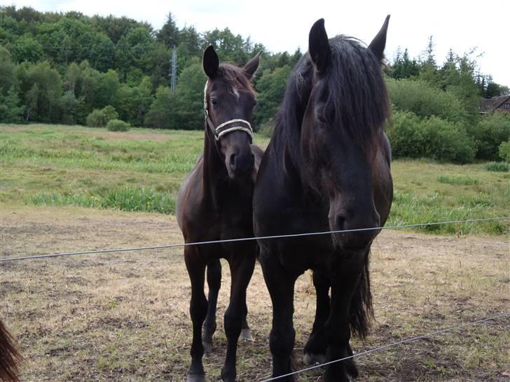 Oldenborg my fair lady (død  ) :,-( - lady & Jelle billede 7