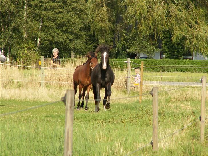 New Forest Athos - Her sker der lidt - Er der damer på den anden side........ billede 13