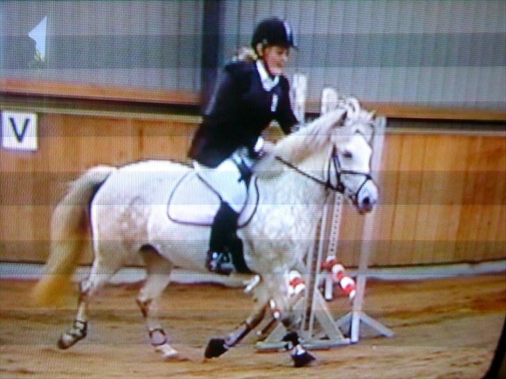 Anden særlig race Cloe :'( Min engel! R.I.P - Endnu en fejlfri runde. Du tog mig til skyerne.  billede 19