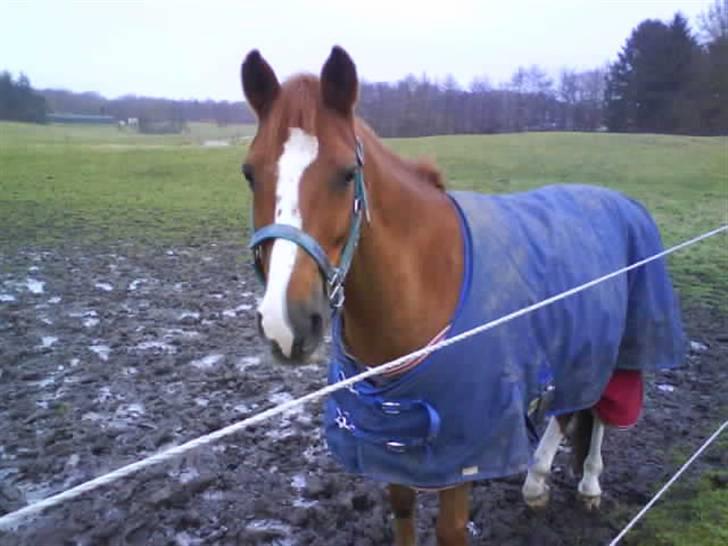 DSP Fruetoftens Lucky. xpart - Lukse på fold. billede 2