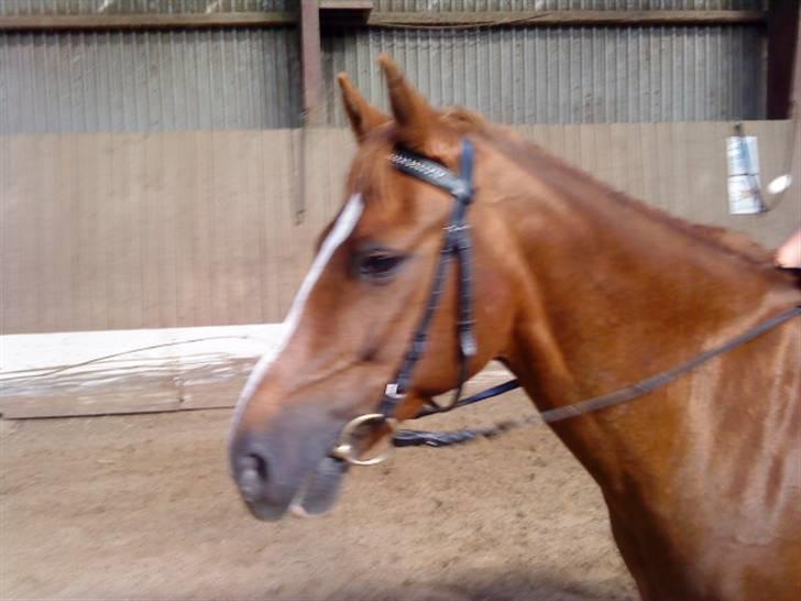 DSP Fruetoftens Lucky. xpart billede 3