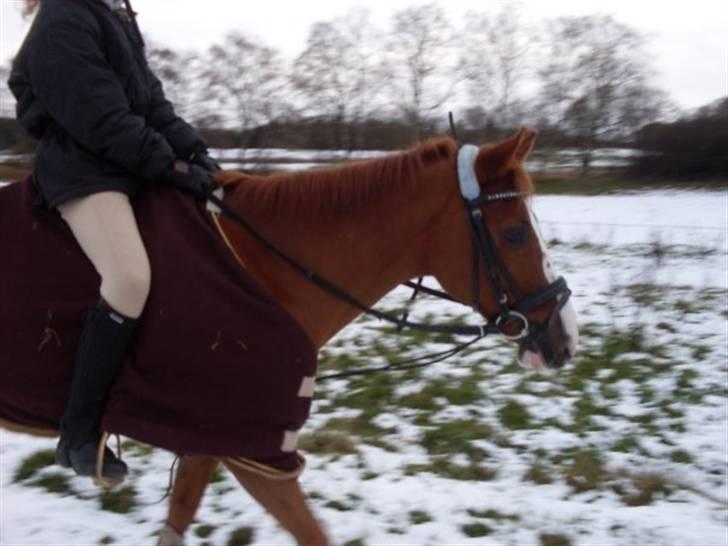 DSP Fruetoftens Lucky. xpart billede 5