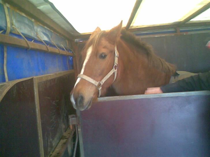 Anden særlig race Fleur<333solgt og savnet! - ååååh Fleur savnet for alt i verden, du vil stadig være hos mig, det sidste billed:´-( billede 13