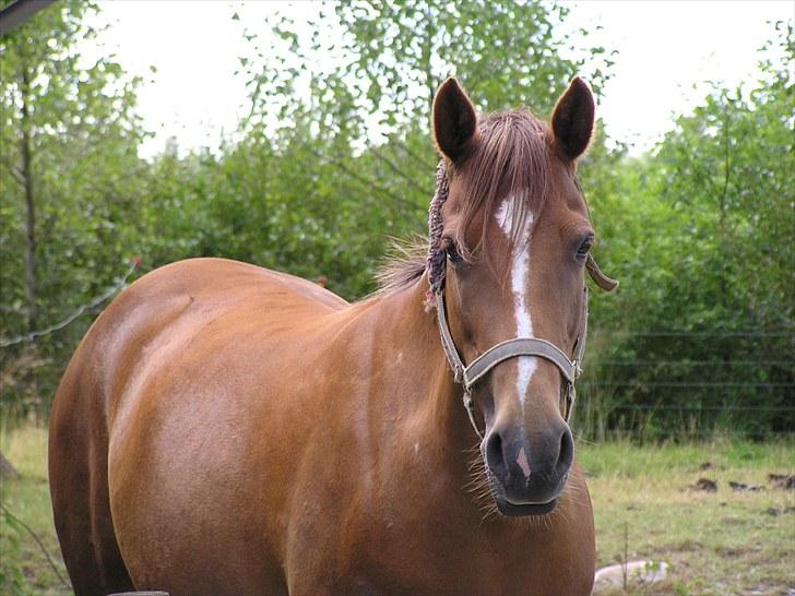 Anden særlig race Fleur<333solgt og savnet! - tykke Fleur:/ billede 15