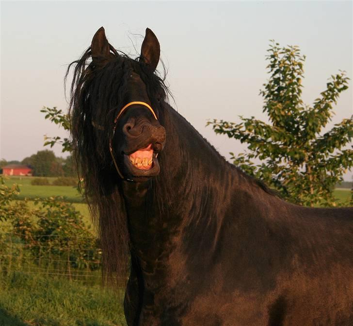 Frieser Henrik p van d`oerte - jeg er såå lækker :) billede 15
