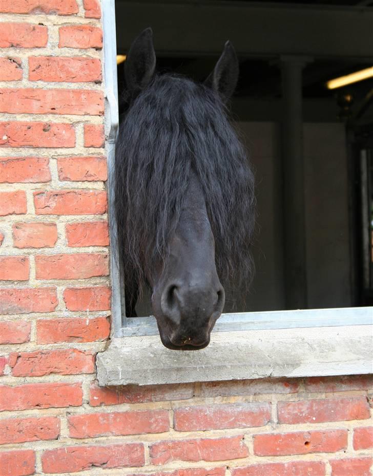 Frieser Henrik p van d`oerte billede 17