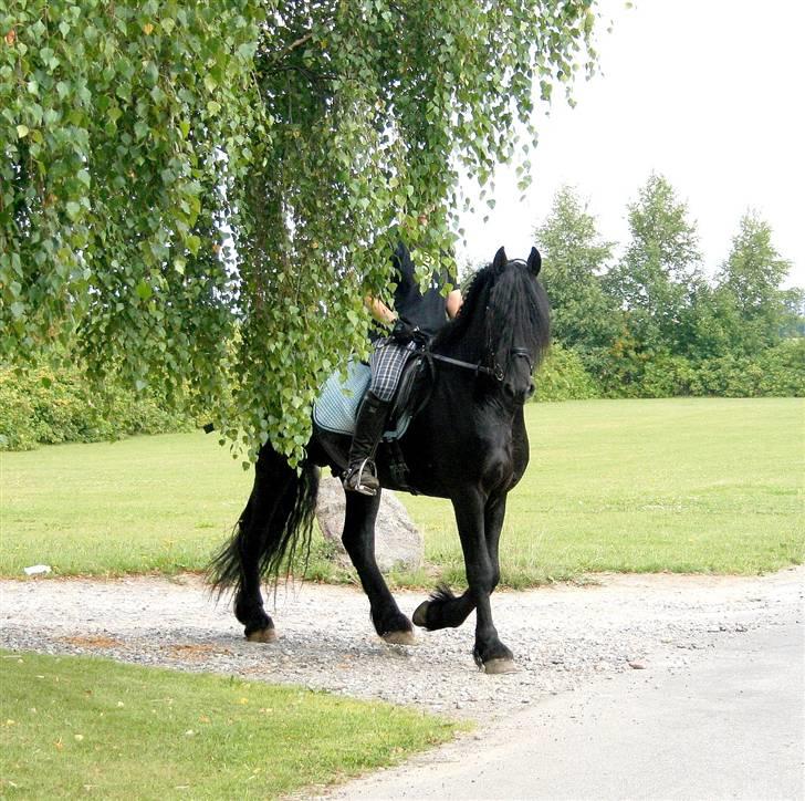 Frieser Henrik p van d`oerte billede 19