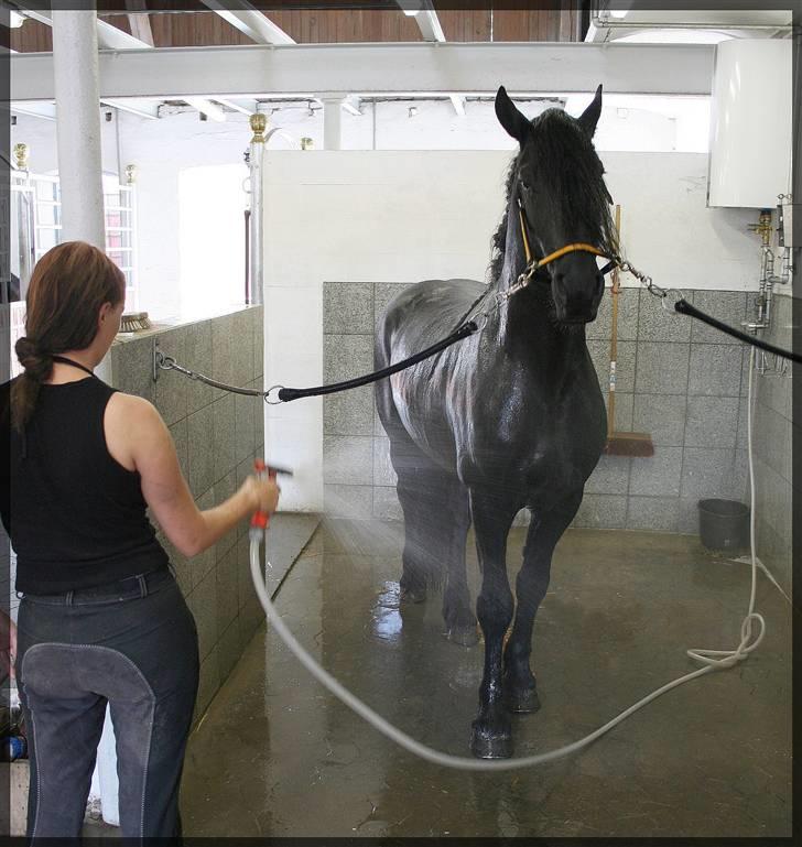 Frieser Henrik p van d`oerte - vasketid billede 20