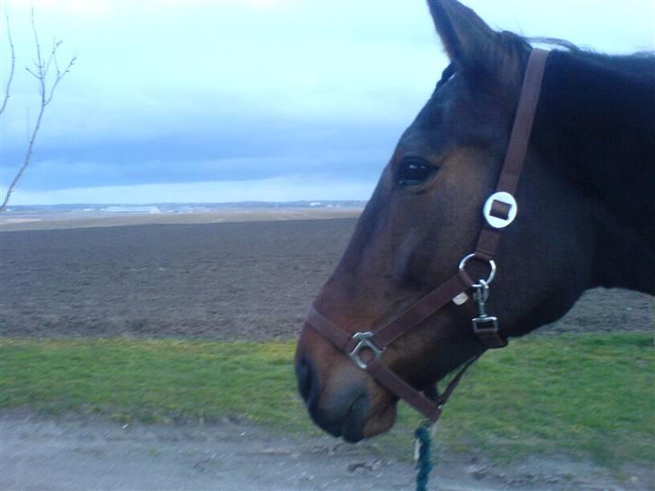 Anden særlig race Joey - På vej fra fold. billede 12