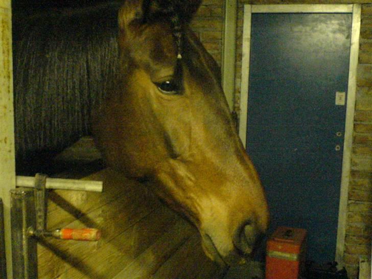 Anden særlig race Joey - På boks. billede 16