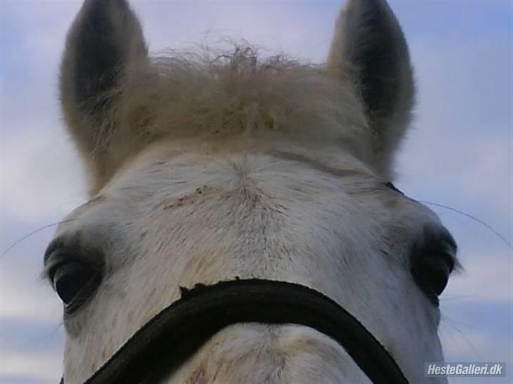 Anden særlig race Mountin Jumper - Tak til Sandra for billedet (: billede 7