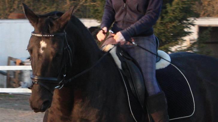 Dansk Varmblod Snow Bird SOLGT billede 13