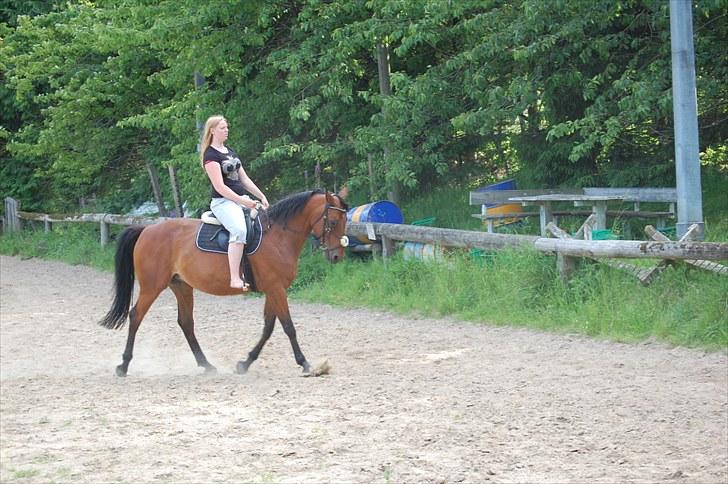 Dansk Varmblod Oldgårdens Luna *X-part* - Dressur 2010 billede 4