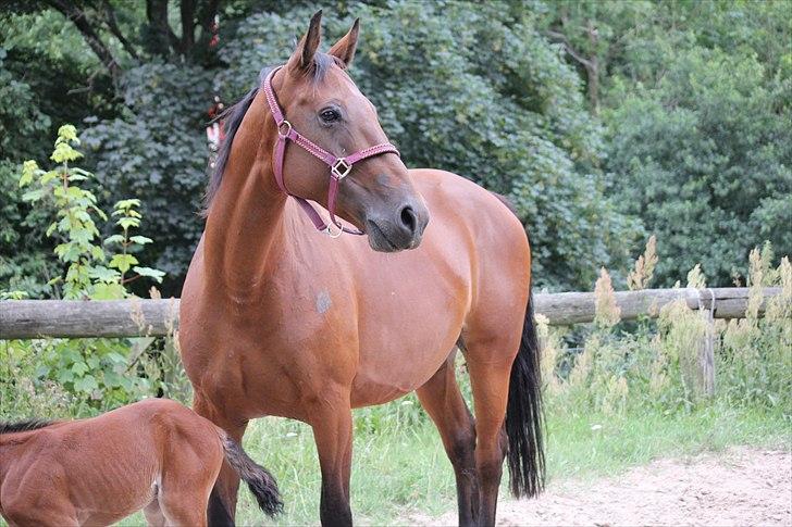 Dansk Varmblod Oldgårdens Luna *X-part* billede 5
