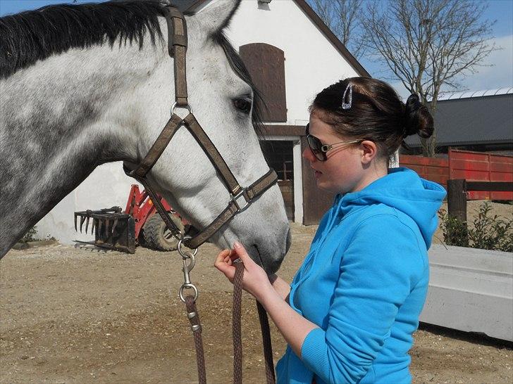 Holstener Aciljo R.I.P † - Min elskede Aciljo <3 Jeg savner dig hver eneste dag min skat billede 1