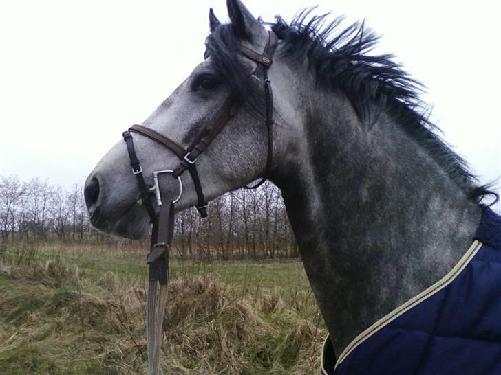 Holstener Aciljo R.I.P † billede 3