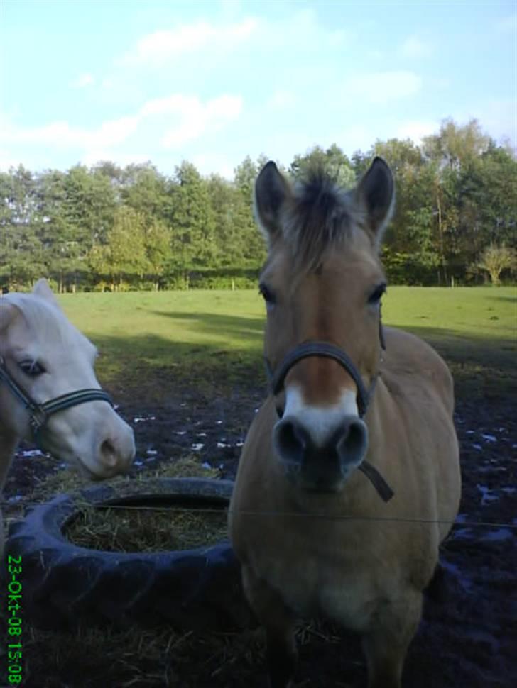 Fjordhest bøgehøj´s Cindy Babe*Himmelhest* billede 20