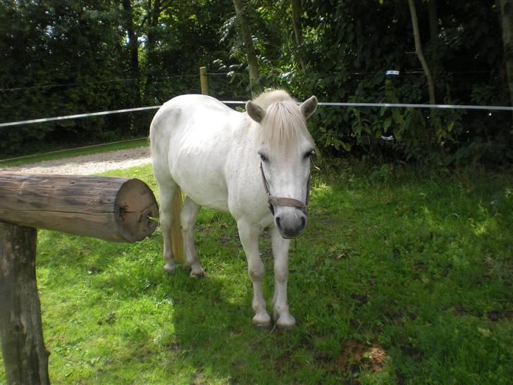 Anden særlig race bonnie billede 11