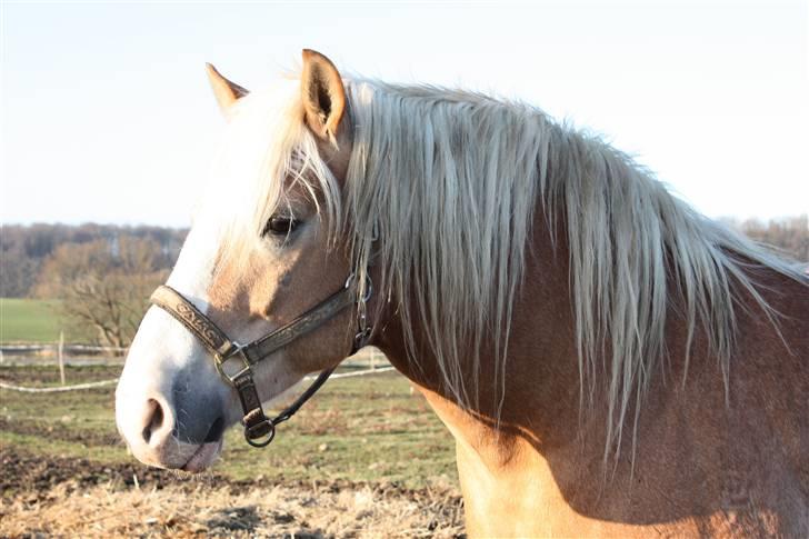 Tyroler Haflinger Elghusets Aron SOLGT - Aron, d. 9/1 2009 billede 1