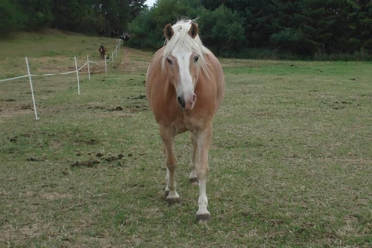 Tyroler Haflinger Elghusets Aron SOLGT billede 2