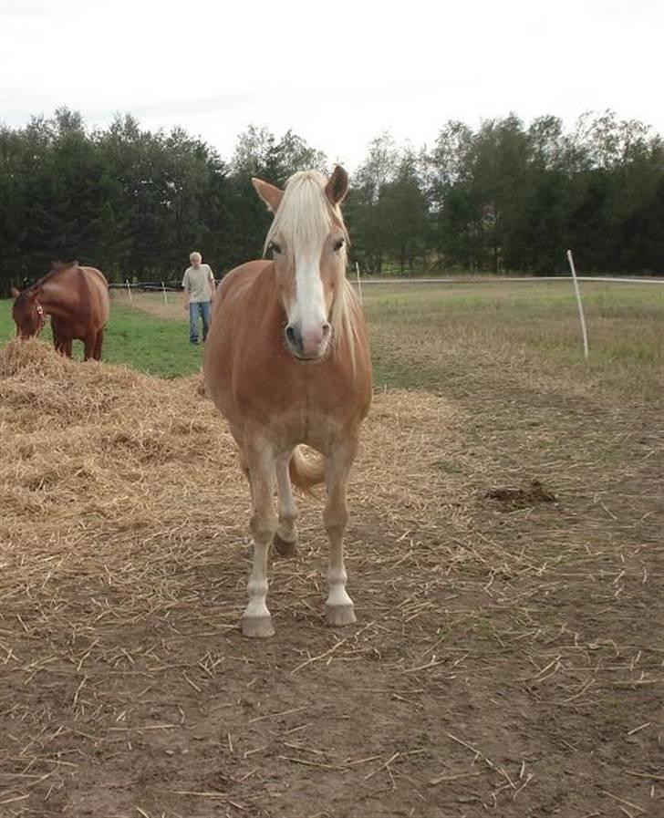 Tyroler Haflinger Elghusets Aron SOLGT billede 3