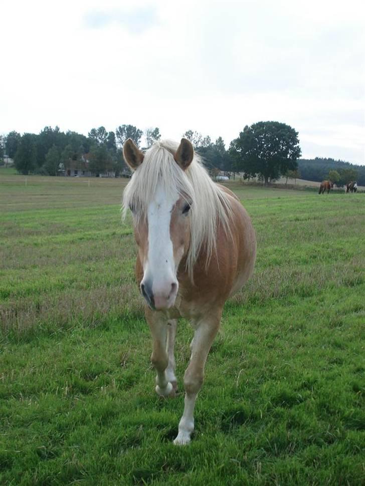 Tyroler Haflinger Elghusets Aron SOLGT billede 4