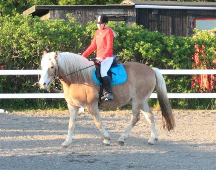 Tyroler Haflinger Elghusets Aron SOLGT - Aron med rytter for 6. gang billede 5