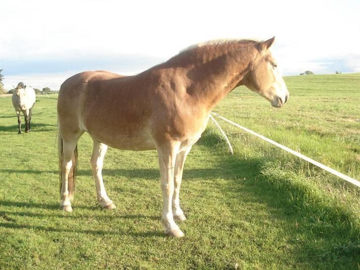 Tyroler Haflinger Elghusets Aron SOLGT billede 6