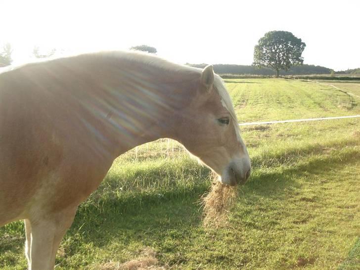 Tyroler Haflinger Elghusets Aron SOLGT billede 7