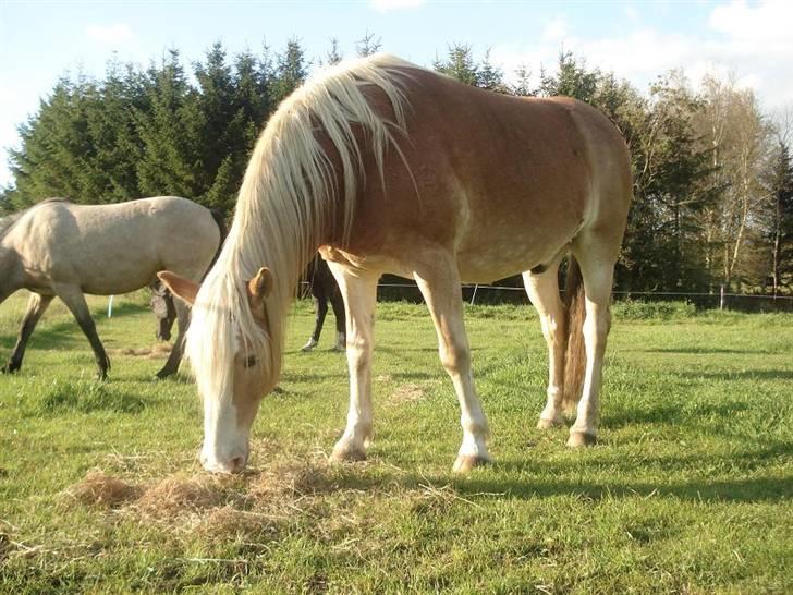 Tyroler Haflinger Elghusets Aron SOLGT billede 8