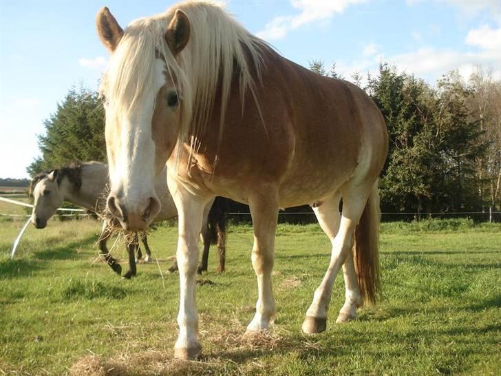 Tyroler Haflinger Elghusets Aron SOLGT billede 9