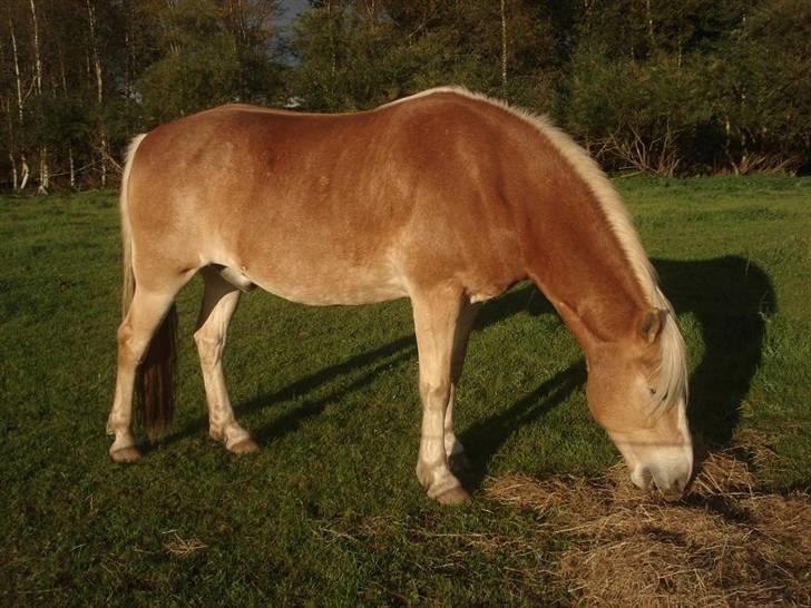 Tyroler Haflinger Elghusets Aron SOLGT billede 10