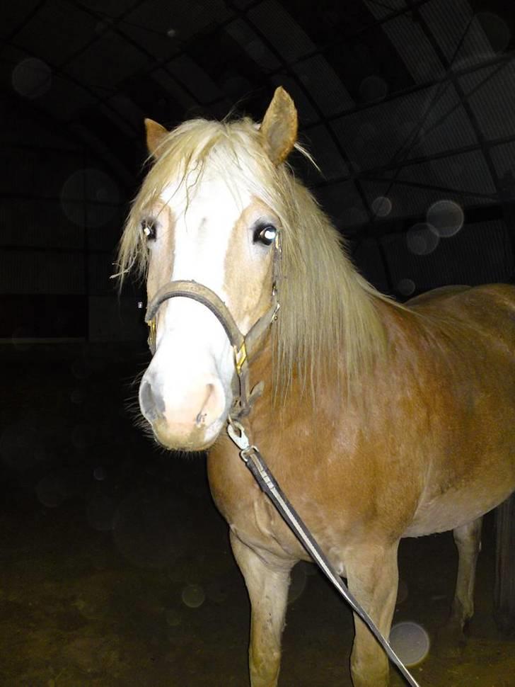 Tyroler Haflinger Elghusets Aron SOLGT billede 11