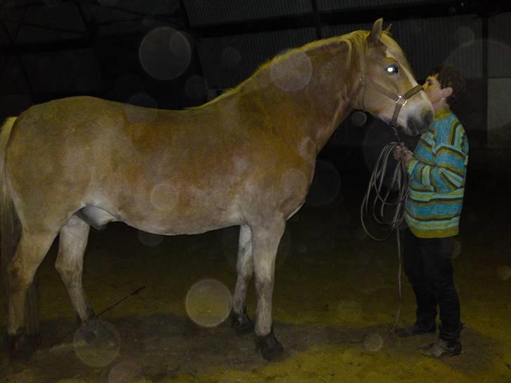 Tyroler Haflinger Elghusets Aron SOLGT billede 12