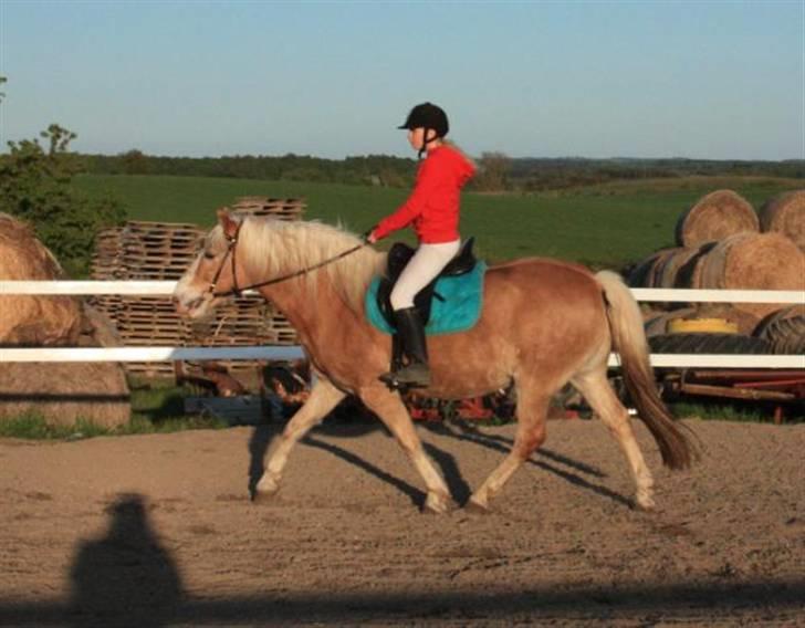 Tyroler Haflinger Elghusets Aron SOLGT - aron med rytter for 6. gang billede 14