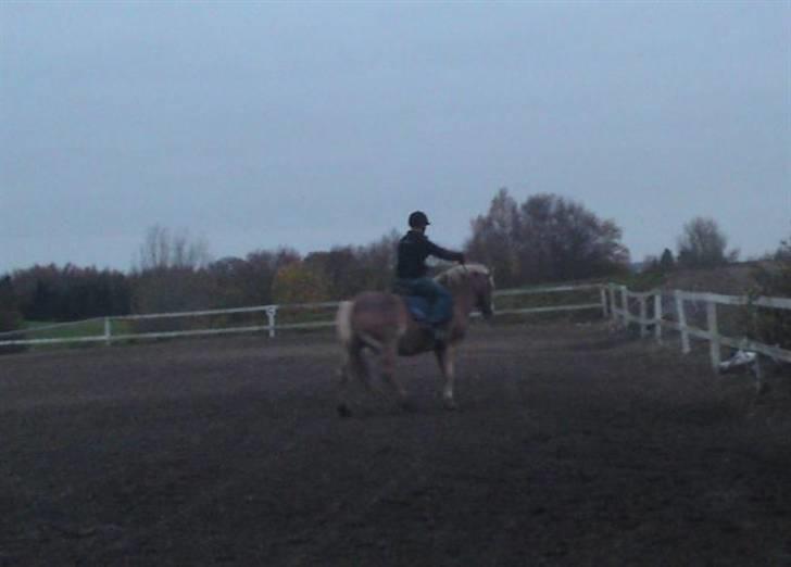 Tyroler Haflinger Elghusets Aron SOLGT - 1. gang Shane var derude og 2. gang Aron har rytter på ryggen billede 15