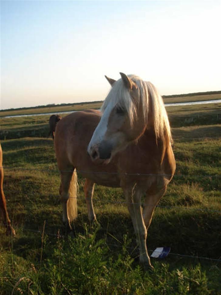 Tyroler Haflinger Elghusets Aron SOLGT billede 16