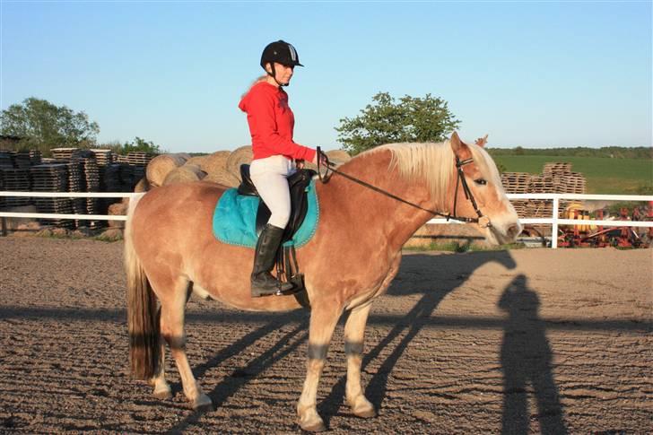 Tyroler Haflinger Elghusets Aron SOLGT billede 17