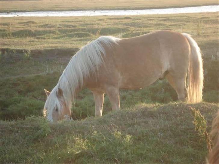 Tyroler Haflinger Elghusets Aron SOLGT - Aron på Vesterlyng 2007 billede 18