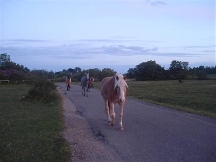 Tyroler Haflinger Elghusets Aron SOLGT - Aron var flokleder ude på lyngen :) billede 19
