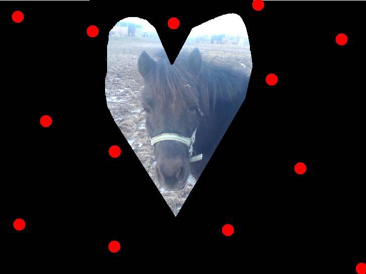 Shetlænder Bonzi billede 10