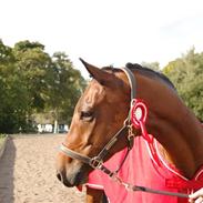 Dansk Varmblod Petersborg's De Luxe død