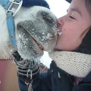 Welsh Mountain (sec A) Rosengårdens Jasmin