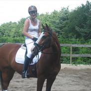 Dansk Varmblod lonni